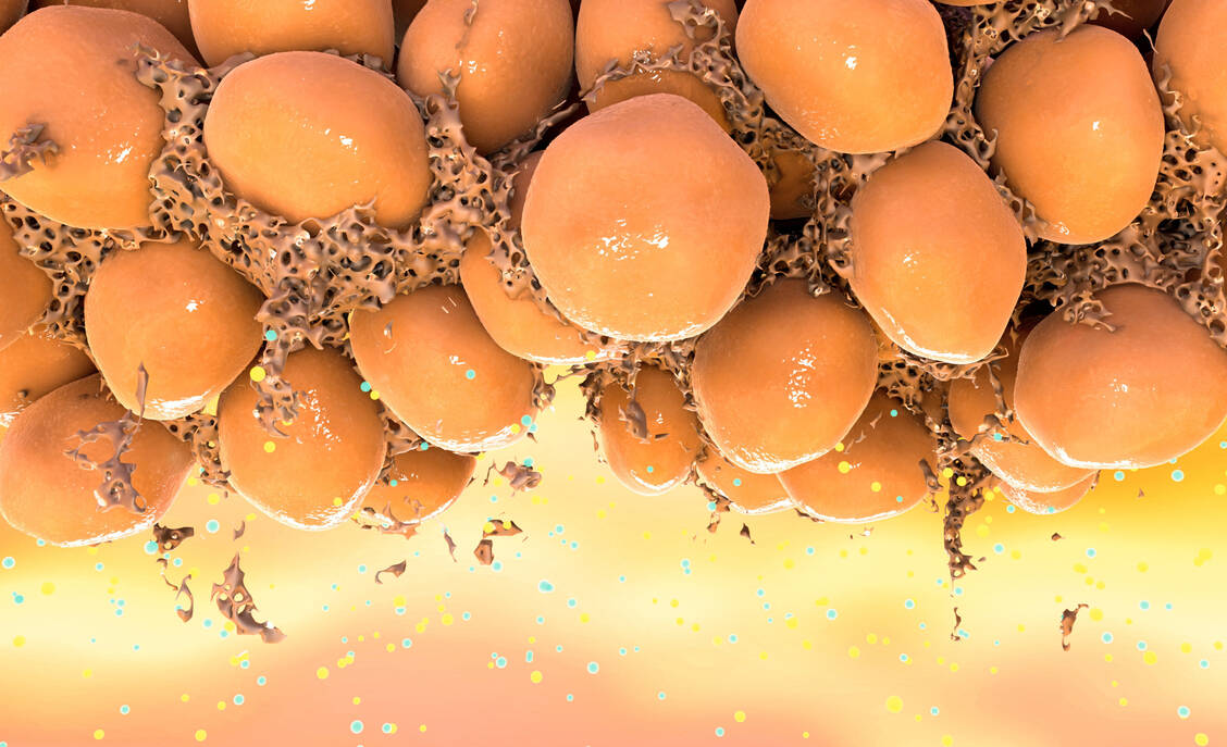 Weißes Fettgewebe ist eine wichtige Quelle des Hormons Asprosin, das appetitfördernd wirkt. / © Getty Images/NANOCLUSTERING/SCIENCE PHOTO LIBRARY