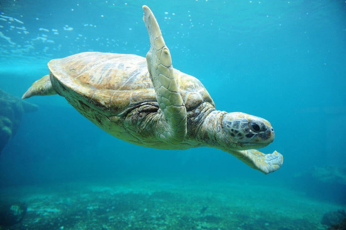 Im Tierreich gibt es viele Beispiele für Konvergenz. Eines davon sind die Schwimmflossen von Wasserschildkröten, Pinguinen und Walen, die sich alle aus unterschiedlichen Vorderextremitäten entwickelt haben. / Foto: Adobe Stock/Lafoudre