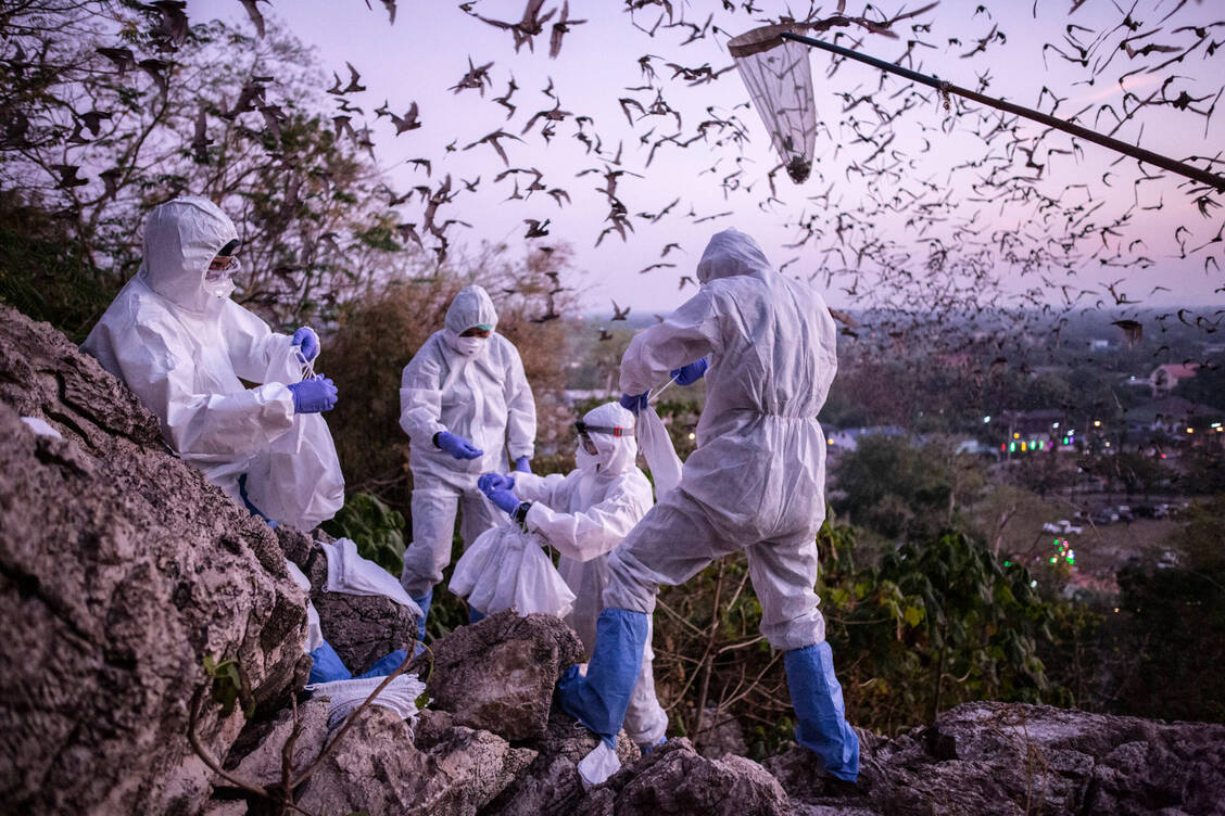 Forscher fangen in Thailand Fledermäuse, die aus einer Höhle ausfliegen. Blut-, Gewebe-, Speichel- und Stuhlproben der Tiere von zahlreichen Missionen sollen helfen, die Ursprünge der Coronavirus-Pandemie zu verstehen. / Foto: Imago/ZUMA Wire