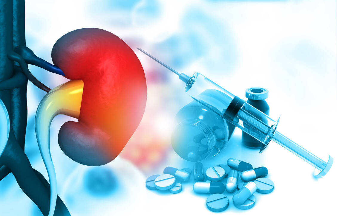 Wenn die Nieren akut oder chronisch versagen, ist dies potenziell lebensgefährlich. Nephrotoxische Arzneistoffe sollten möglichst rasch abgesetzt werden. / Foto: Adobe Stock/Rasi