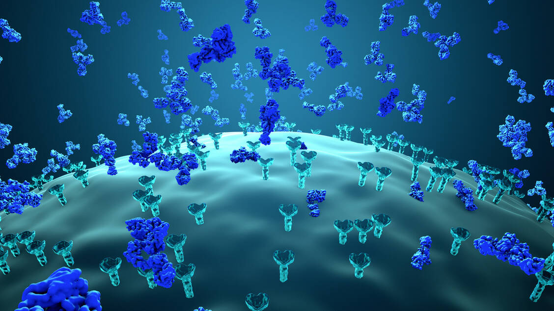 Der Immunbiologe Schatz hat das Enzymsystem Rag-1/Rag-2 entdeckt, das entscheidend für die Erzeugung zentraler Komponenten des Immunsystems ist. Genetiker Alt zeigte, wie dieses System im Zellkern genau arbeitet, um eine Vielfalt von Antikörpern zu erzeugen. / Foto: Adobe Stock/Design Cells