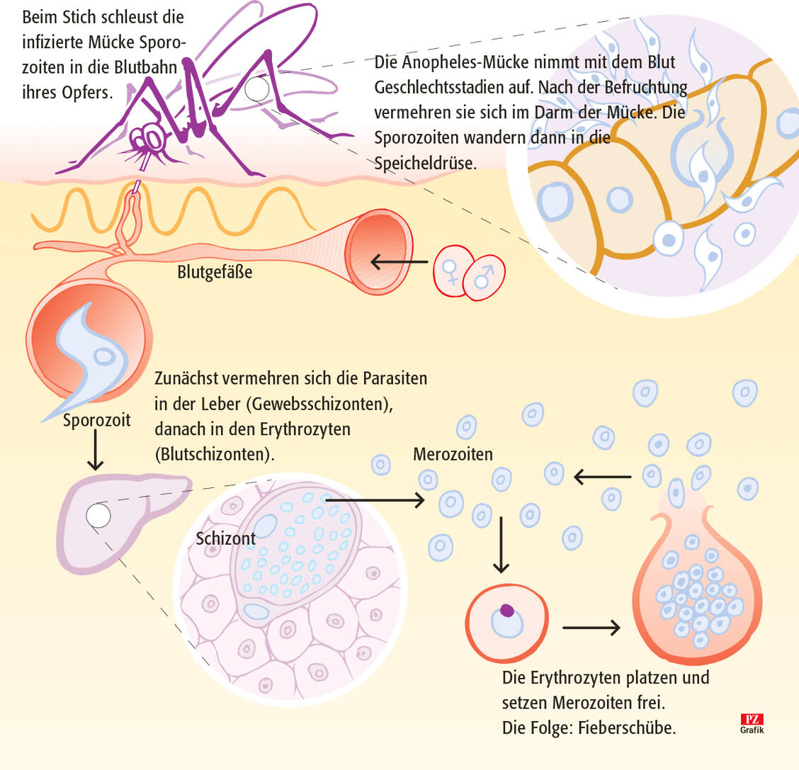 Vermehrungszyklus der Malaria-Parasiten / Foto: PZ Grafik