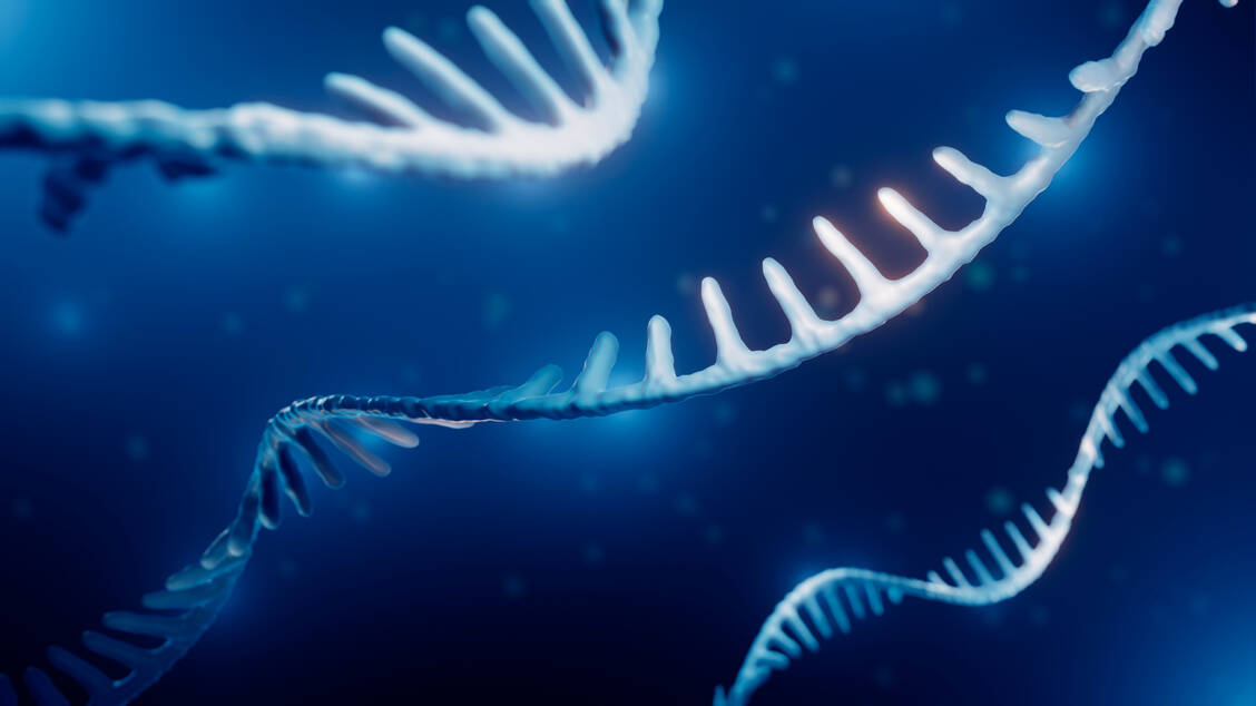 Hantaviren wie das Andes-Virus, besitzen ein einzelsträngiges RNA-Genom, das aus drei Segmenten besteht.  / © Getty Images/Artur Plawgo/Science Photo Library