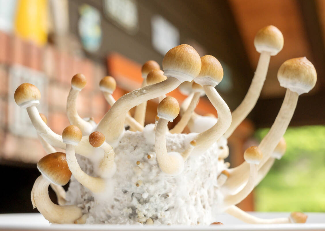 Psilocybin ist ein Inhaltsstoff bestimmter Pilze. Während die psychedelische Wirkung bei Personen, die solche Pilze als Drogen konsumieren, erwünscht ist, wird sie beim Einsatz der Substanz als Antidepressivum eher als störend empfunden. / © Getty Images/David Buzzard/media-centre.ca