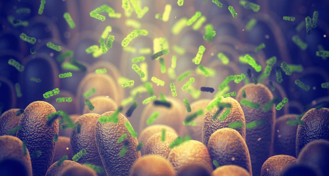 ASS modifiziert die Zusammensetzung der Darmmikrobiotika derart, dass die Entwicklung von Kolonkarzinomen reduziert ist  / Foto: Adobe Stock/nobeastsofierce