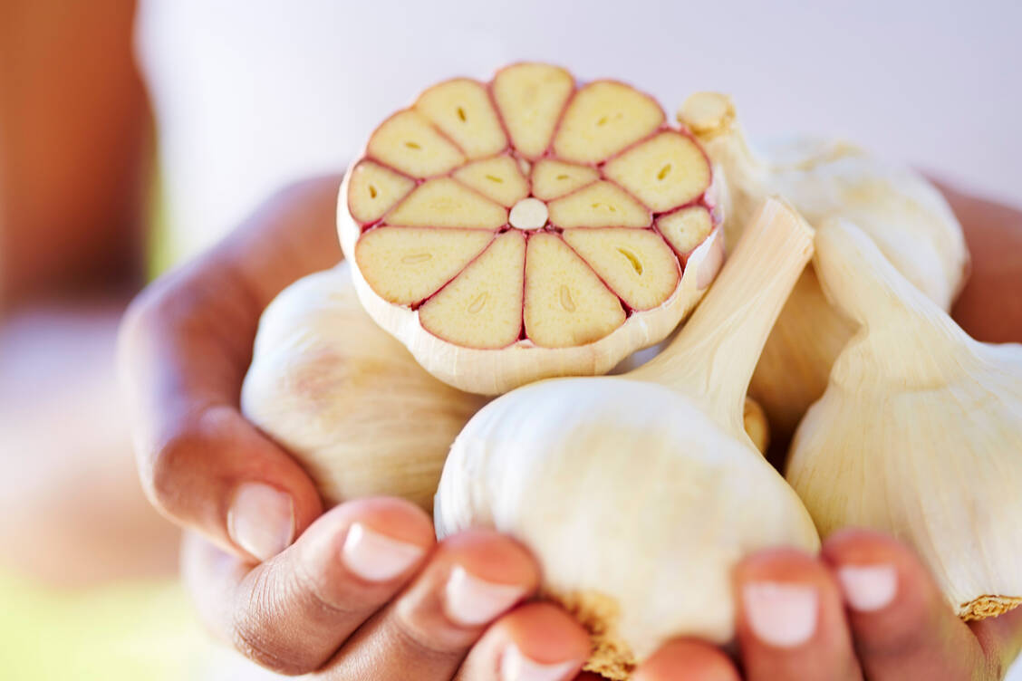 Für Knoblauchpulver gibt es eine zu heterogene Datenlage und daher nur den Status »traditional use« als Adjuvanz zur Vorbeugung von Atherosklerose. / Foto: Getty Images/Westend61