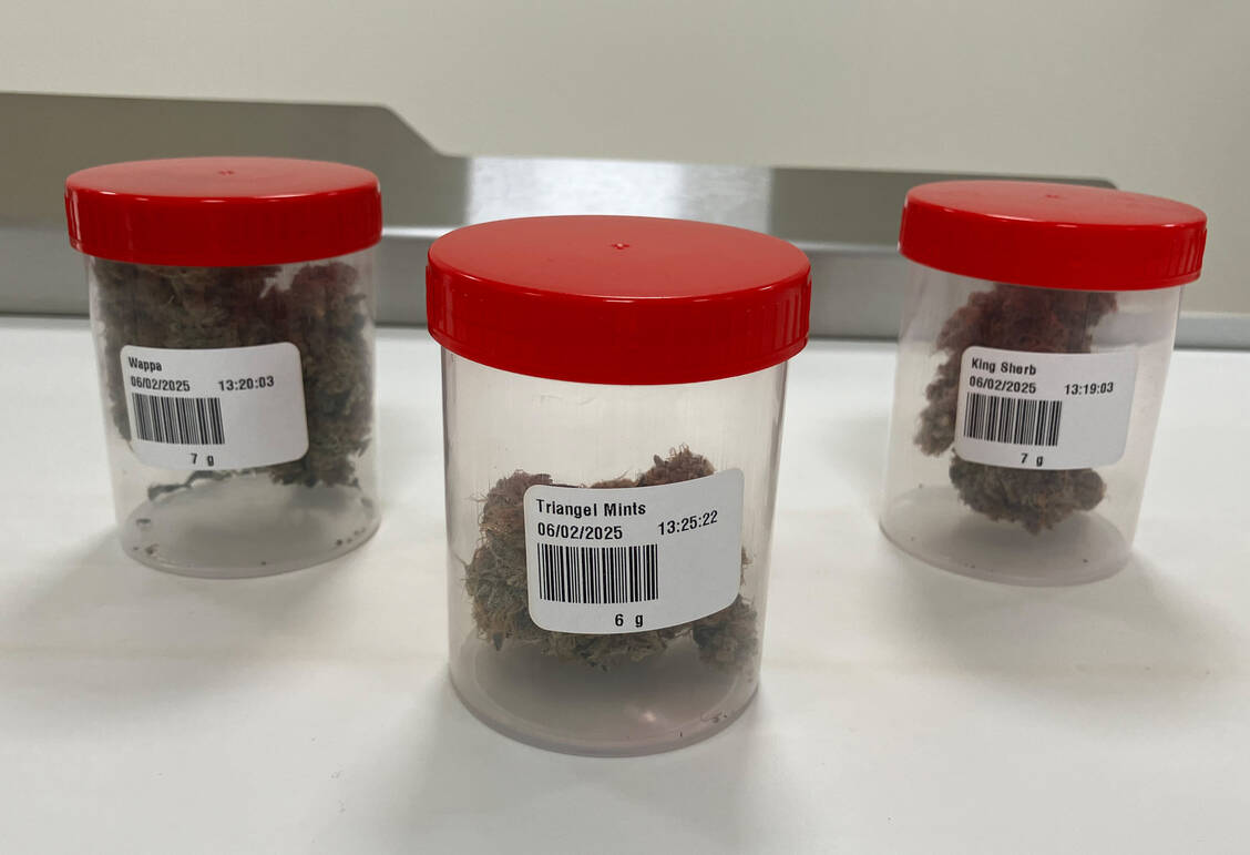Drei Sorten der aktuellen Ernte konnten die Teilnehmenden organoleptisch prüfen. Wie bei Parfümsorten hatten alle einen äußerst unterschiedlichen, charakteristischen Geruch. / © PZ/Daniela Hüttemann