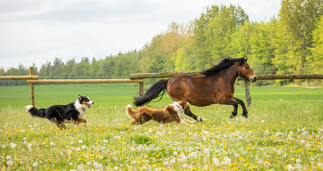 In manchen Situationen ist eine Fluchtreaktion sehr sinnvoll und evolutionär verankert. / © Adobe Stock/Nadine Haase