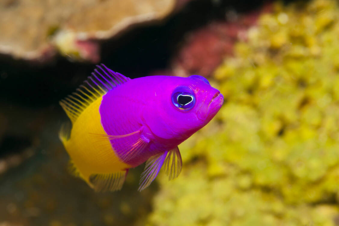 Millionen von Zierfischen schwimmen hierzulande in Aquarien. Für solche Exoten gibt es nur wenige spezialisierte Tierärzte, die teils weite Strecke zu ihren Patienten zurücklegen müssen. Medikamente nicht mehr per Post verschicken zu dürfen, sehen die Ärzte als große Hürde. / Foto: imago images/OceanPhoto