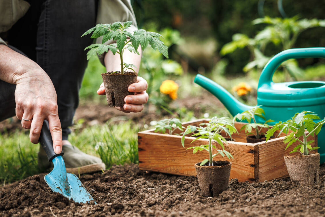 Vom Beet ins Bett: Wer tagsüber viel Zeit mit Gartenarbeit verbringt, steigert seine Schlafqualität. / © Shutterstock/encierro
