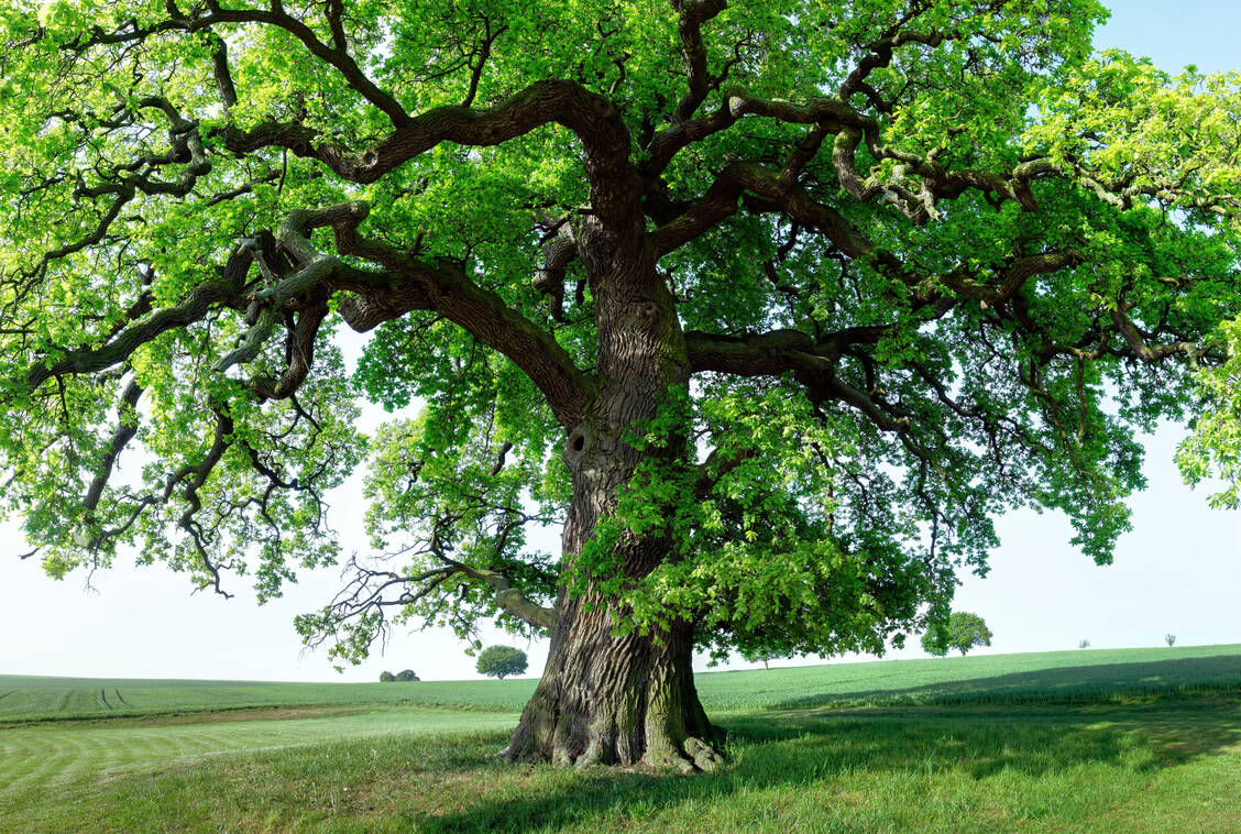 Wälder lernen aus Krisen: Wie Bäume auf Stress reagieren, hängt auch von der Umweltgeschichte ihrer Eltern ab. / © Adobe Stock/RalfenByte