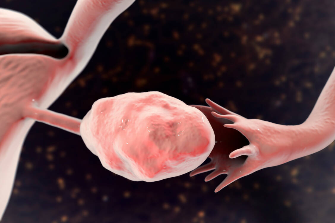Die Eierstöcke der Frau enthalten bei Geburt circa 1 bis 2 Millionen unreife Eizellen, von denen im Verlauf der fruchtbaren Phase etwa 400 bis 500 heranreifen. / © Getty Images/Kateryna Kon/Science Photo Library