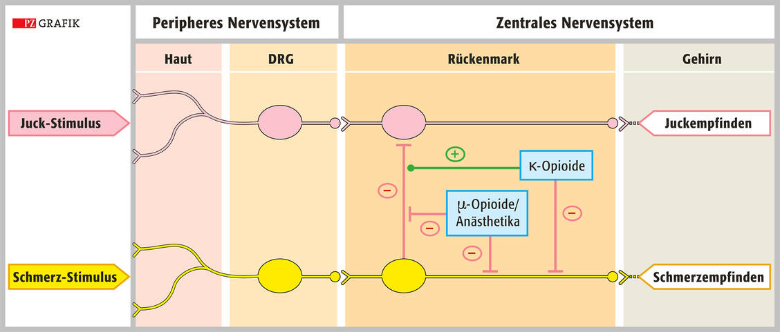 Abbildung 2: Signalweiterleitung von Schmerz- und Juckstimuli sowie deren Interaktion auf Rückenmarksebene; DRG: dorsal root ganglion, Hinterwurzel­ganglion / Foto: Stephan Spitzer