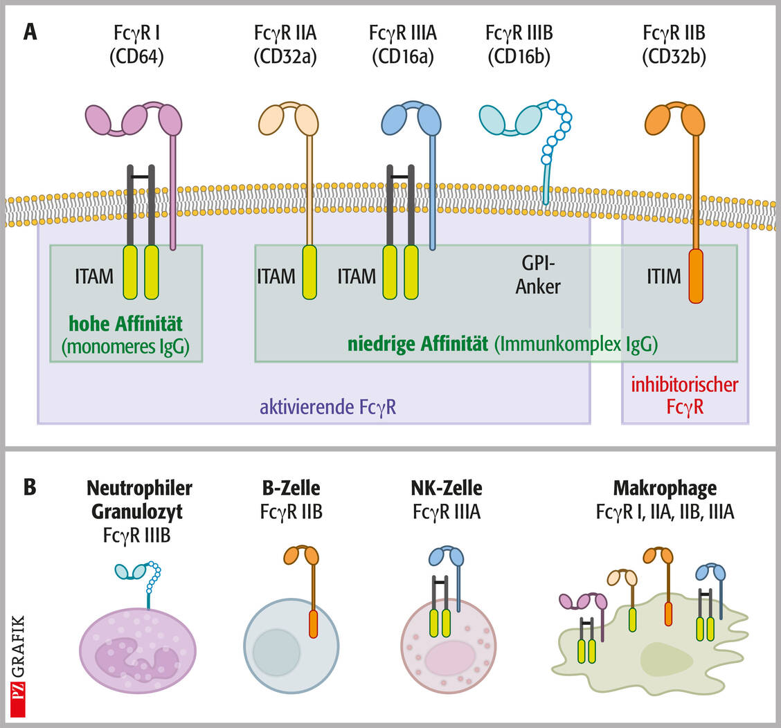 Mögliche Angriffspunkte für Immunglobuline; mod. nach (3). A) Aktivierende und inhibierende Fcγ-Rezeptoren mit unterschiedlicher Affinität für IgG. Aktivierende und inhibierende Signale werden über verschiedene Moleküldomänen vermittelt (ITAM: immunoreceptor tyrosine based activation motif, ITIM: immunoreceptor tyrosine based inhibitory motif). B) Die einzelnen Immunzelltypen tragen unterschiedliche Fcγ-Rezeptoren. T-Zellen tragen keine Fcγ-Rezeptoren. / © PZ/Stephan Spitzer
