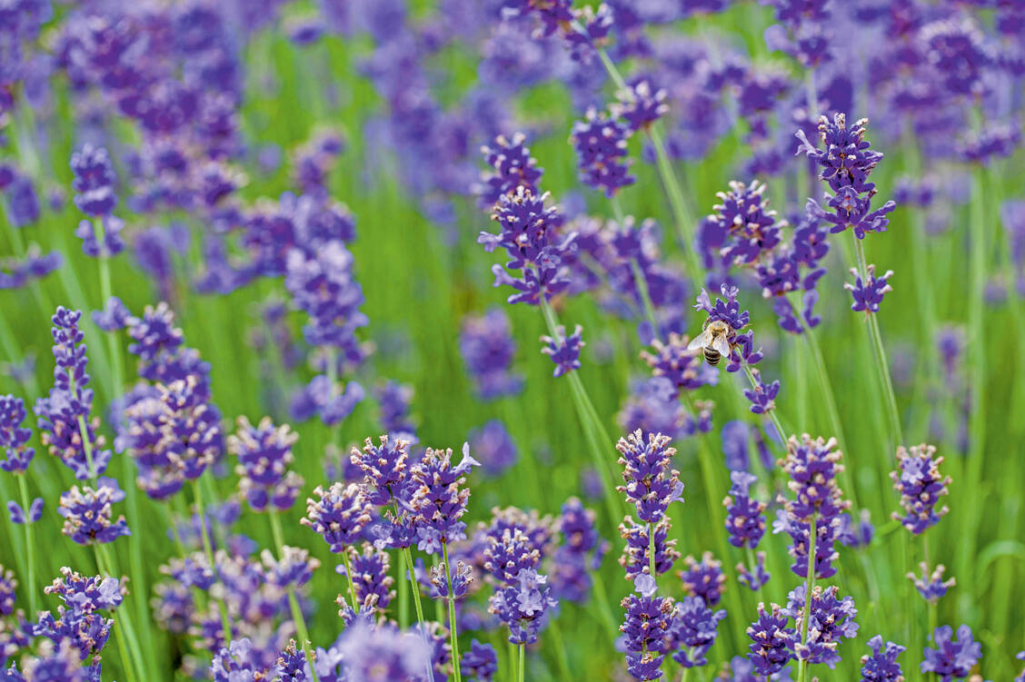 Nur der schmalblättrige Arzneilavendel (Lavandula angustifolia Mill.) kann im medizinischen Bereich verwendet werden. / Foto: Schwabe-Gruppe