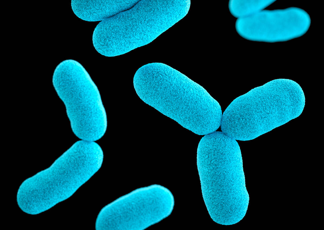 Aus dem Diphtherieerreger Corynebacterium diphtheriae stammt das Toxin, das in Tagraxofusp verwendet wird. / Foto: CDC/Sarah Bailey Cutchin