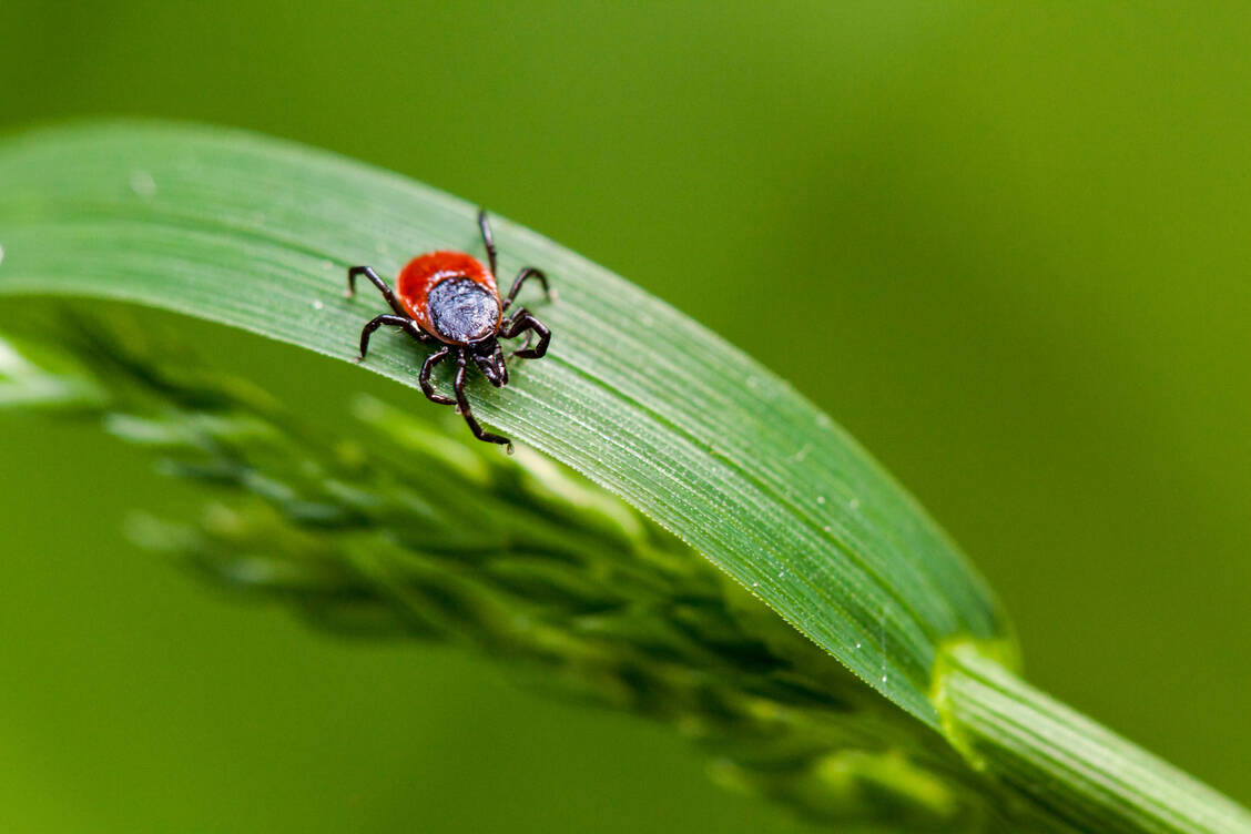 Der Gemeine Holzbock (Ixodes ricinus) ist die häufigste Zeckenart in Deutschland. / Foto: Getty Images/Santiago Urquijo