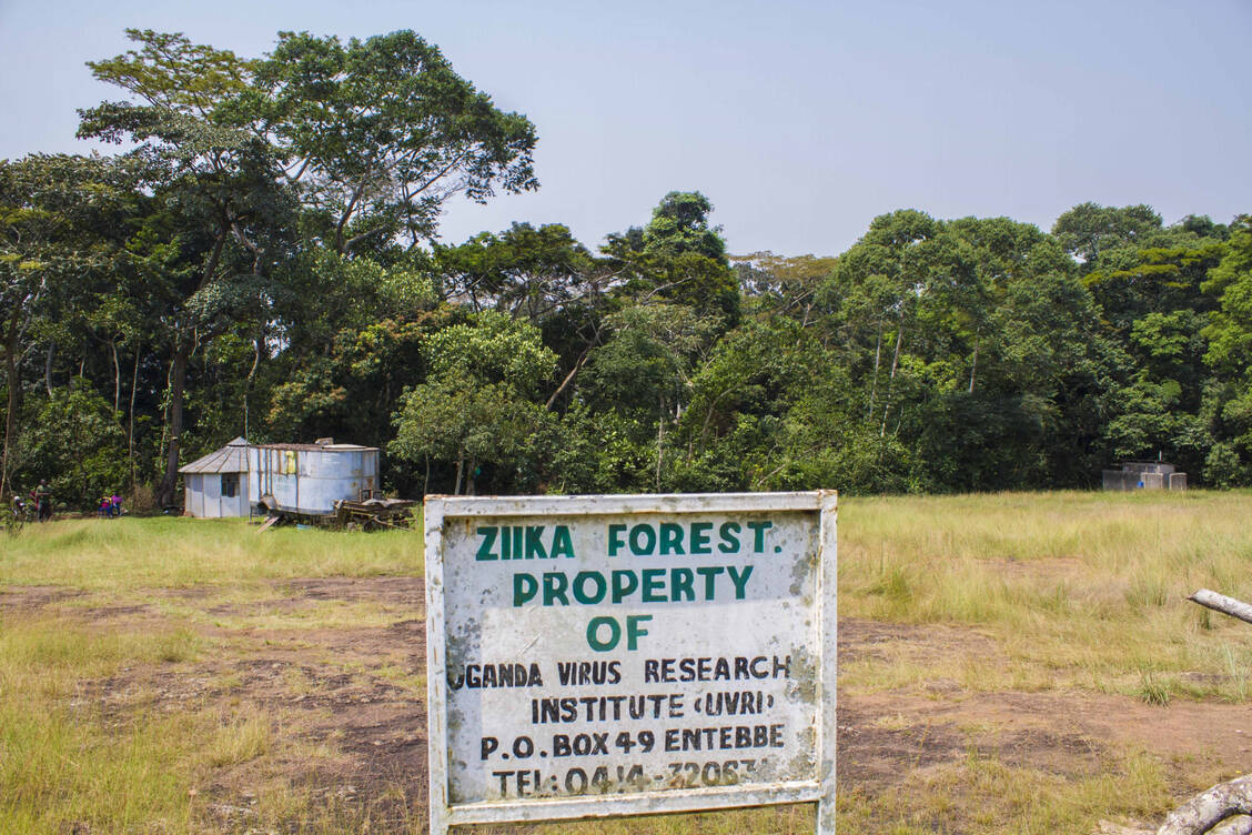 Das Zikavirus wurde erstmals im Jahr 1947 von einem Affen im Zikawald in Uganda isoliert. Die Übertragung auf den Menschen erfolgt überwiegend durch Mücken, aber auch eine sexuelle Übertragung und Übertragungen durch Transfusionen sind möglich. Infektionen in der Schwangerschaft können zu Fehlbildungen beim Fötus führen. / Foto: picture alliance/AA/Athumani Halima Asijo