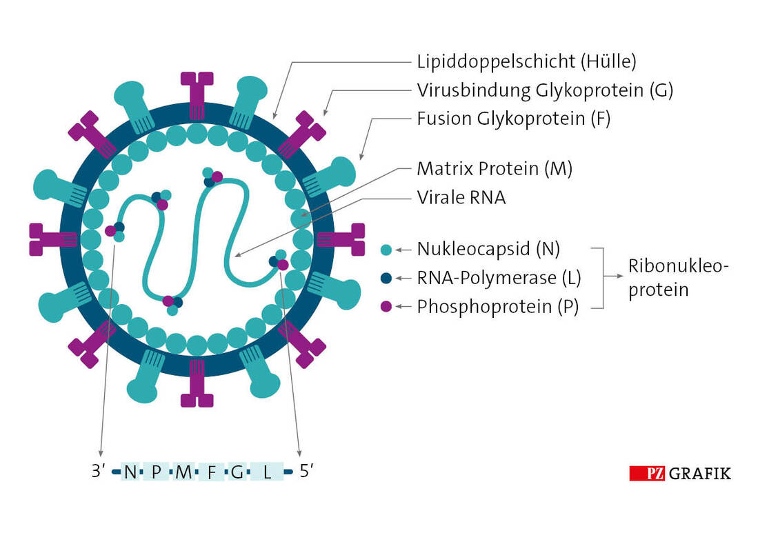 Aufbau des Nipah-Virus / © PZ-Grafik