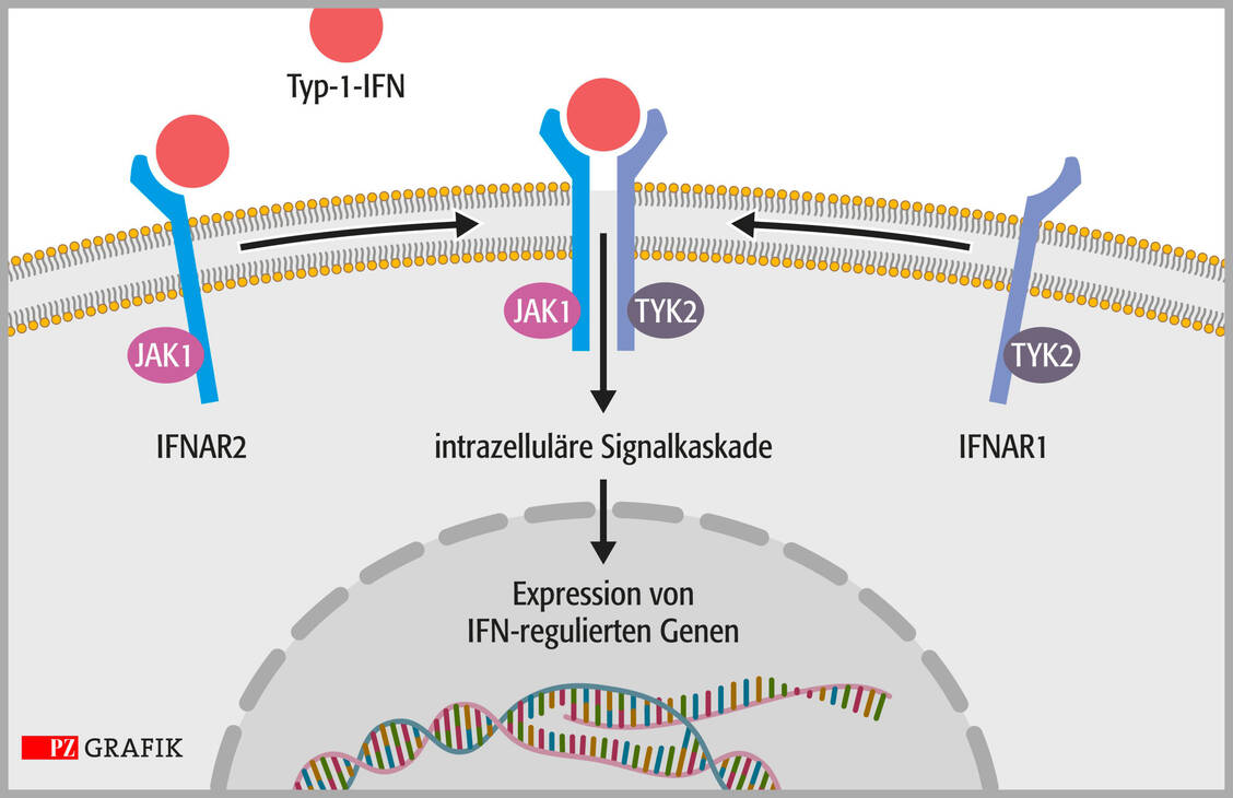 Typ-1-Interferone (Typ-1-IFN) spielen eine zentrale Rolle in der Pathophysiologie des systemischen Lupus erythematodes: Durch die Bindung an einer der beiden Untereinheiten des Interferon-α-Rezeptors (IFNAR) kommt es zur Bildung des IFNAR-Komplexes. Dieser löst eine intrazelluläre Signalkaskade aus, an deren Ende die Verstärkung der Expression von IFN-regulierten Genen steht. / Foto: Stephan Spitzer