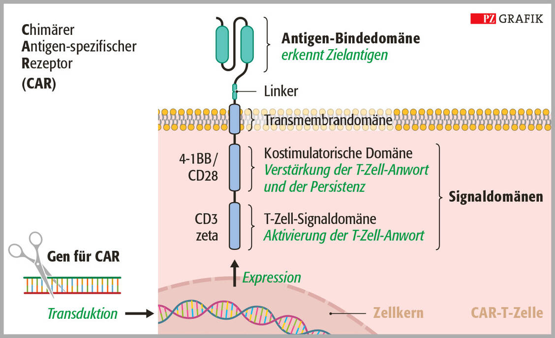 Abbildung 1: Aufbau eines chimären Antigen-spezifischen Rezeptors. Das gentechnisch hergestellte Hybridprotein CAR besteht aus mindestens drei Komponenten: der Antigen-Erkennungs- und -Bindedomäne, der Transmembrandomäne und den Signaldomänen. Modifiziert nach BioRender.com (2022), https://app.biorender.com/biorender-templates / Foto: PZ/Stephan Spitzer