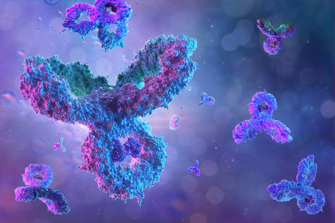 Einen besonders potenten Antikörper gegen das Zikavirus haben US-amerikanische Forschende bei einer Frau aus Brasilien isoliert.  / Foto: Adobe Stock/Corona Borealis