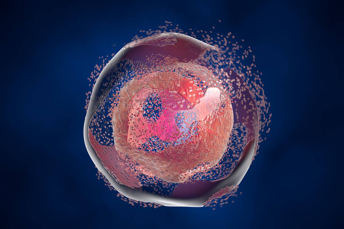 Die Aktivierung des Fas-Rezeptors könnte Krebszellen in den Zelltod treiben und die Wirksamkeit einer CAR-T-Zelltherapie verbessern. / Foto: Getty Images/Dr_Microbe