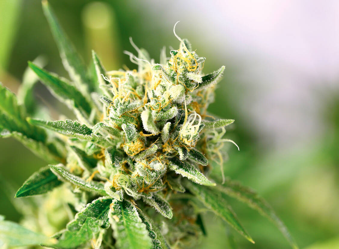 Die Legalisierung von Cannabis zu medizinischen Zwecken bringt große Chancen für Afrika mit sich. / Foto: Shutterstock/Iriana Shiyan
