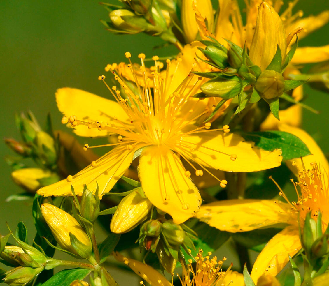 Extrakte der Stammpflanze Hypericum perforatum werden bei Depressionen, nervöser Unruhe und psychischer Erschöpfung eingesetzt. / Foto: imago images / Manfred Ruckszio