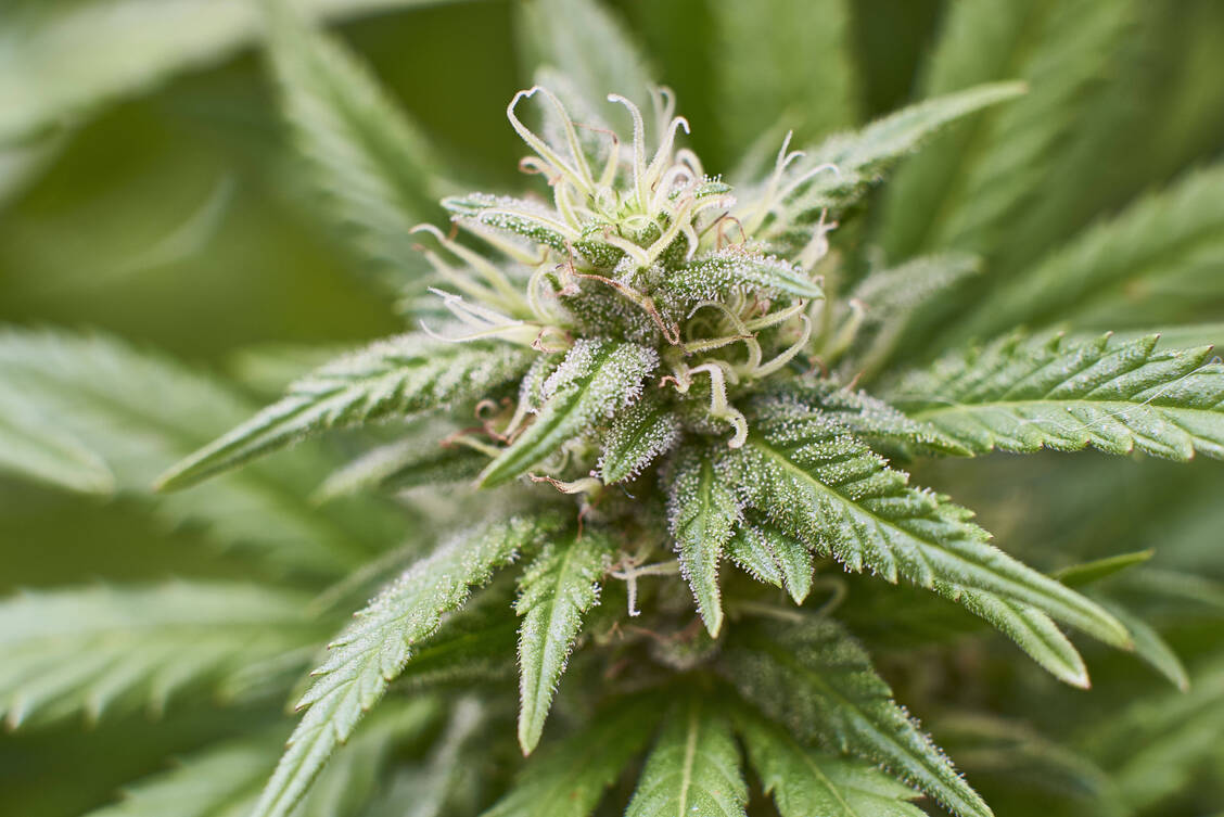 Mit der Teillegalisierung von Cannabis vor gut zwei Jahren dürfen Volljährige in begrenzter Menge Cannabis konsumieren und zu Hause für den Eigenbedarf anbauen. Anträge für die Genehmigung von Anbauvereinen können seit Juli 2024 gestellt werden. / © imago images/CHROMORANGE