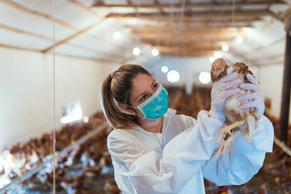 Humans can become infected with avian influenza viruses through close contact with sick poultry. / © Adobe Stock/hedgehog94