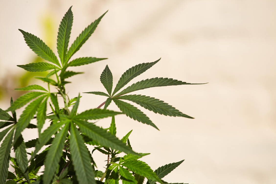Laut UN-Drogenkontrollrat (INCB) sei nur der medizinische und wissenschaftliche Gebrauch von Cannabis erlaubt. / Foto: IMAGO/ingimage