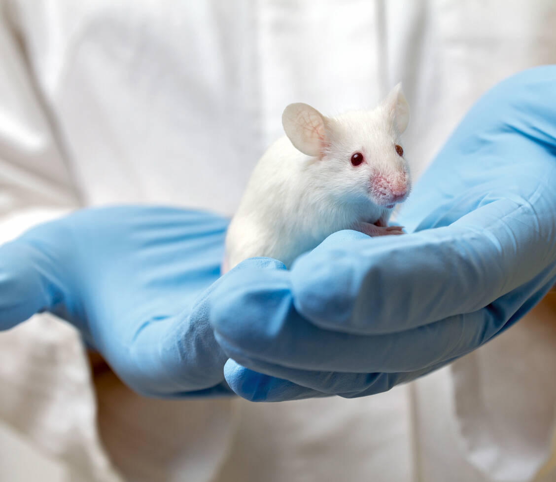 Infliximab ist ein chimärer Antikörper: in der Maus generiert und dann humanisiert. / Foto: Shutterstock/Mirko Sobotta