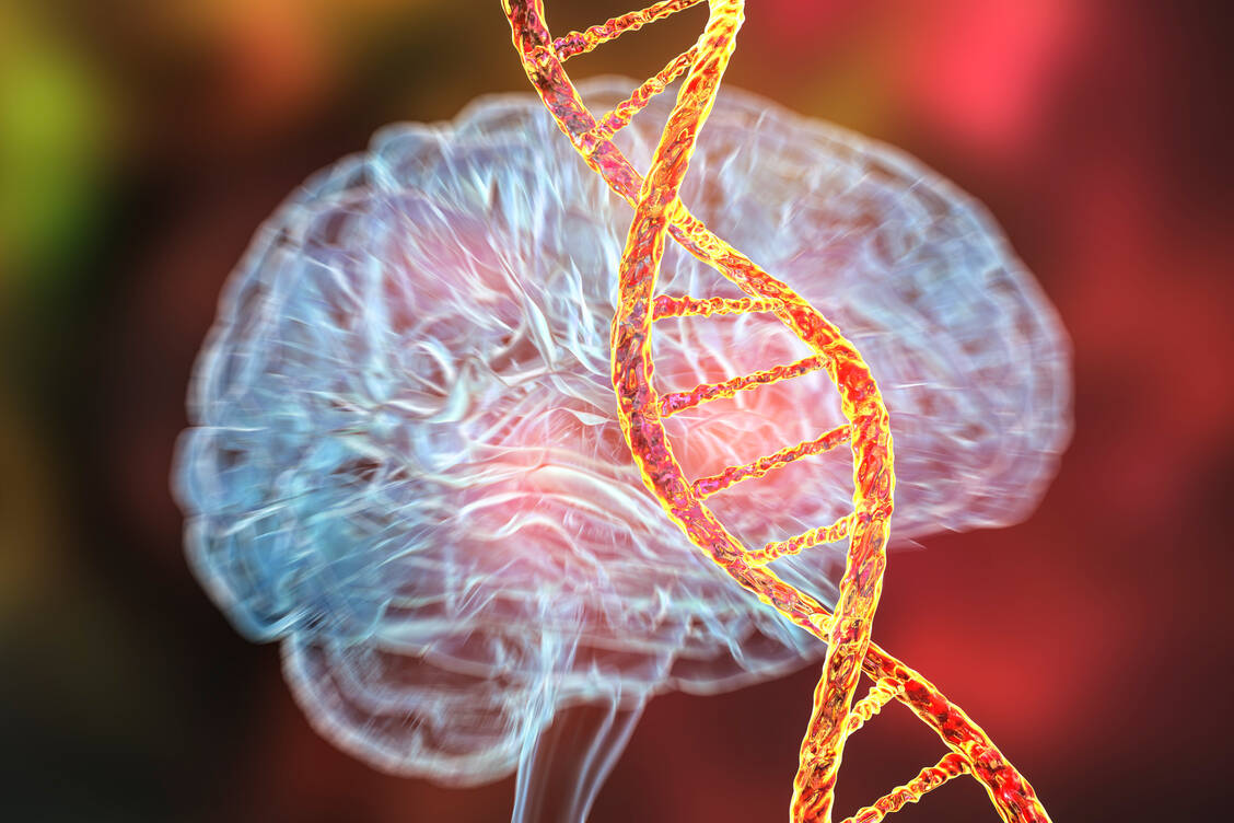 Eine bisher einzigartige Kombination von Genmutationen könnte den Schutzeffekt erklären. Aktuelle Studienergebnisse könnten dazu beitragen, einen neuen Therapieansatz gegen Alzheimer zu entwickeln. / Foto: Getty Images/Dr_Microbe