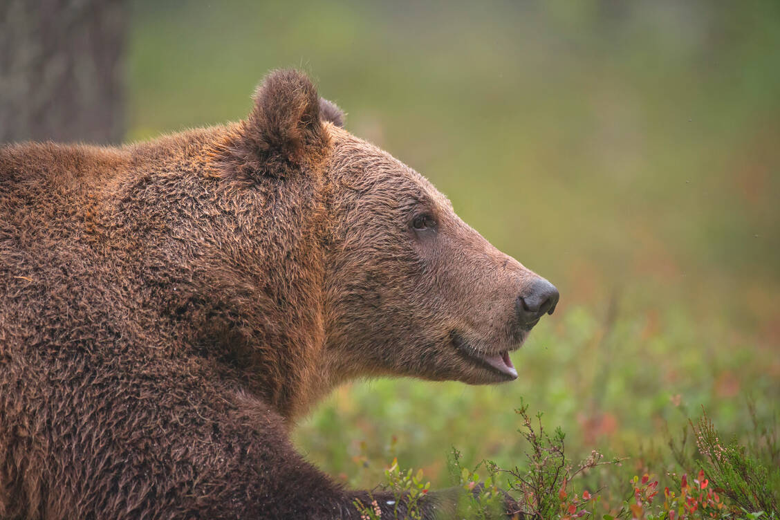28 bis 38 Kilogramm Beeren frisst ein Bär im Herbst pro Tag.  / Foto: Adobe Stock/Natureimmortal