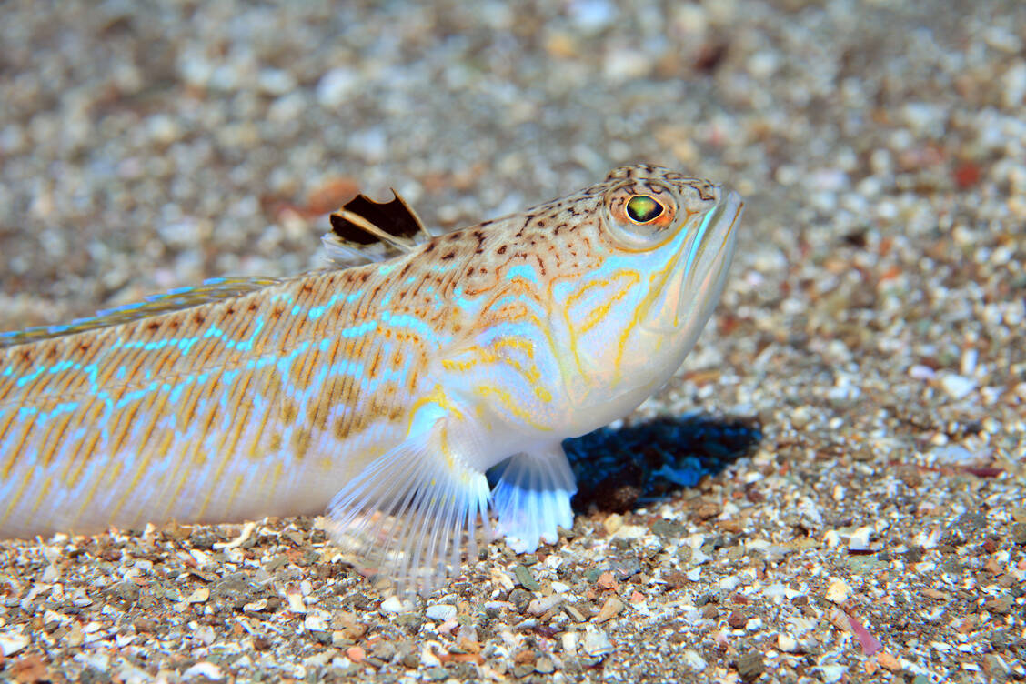 Das Große Petermännchen (Trachinus draco) ist vermutlich der giftigste Fisch Europas . / Foto: Adobe Stock/aquapix