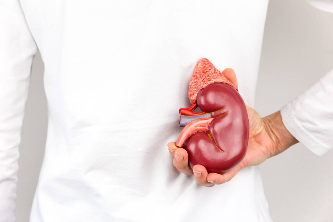 Glomerulonephritiden sind Autoimmunerkrankungen der Niere, die in der westlichen Welt eine der häufigsten Ursachen für das Auftreten eines dialysepflichtigen Nierenversagens sind. / Foto: Adobe Stock/Ben Schonewille