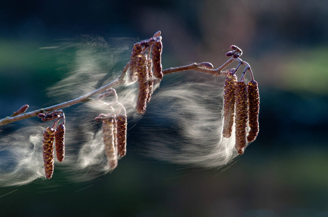 Der Flug der Erlenpollen lässt jedes Frühjahr viele Allergiker leiden. Für einen Anstieg der Corona-Fallzahlen kann er jedoch nicht sicher verantwortlich gemacht werden. / Foto: Adobe Stock/Jürgen Kottmann