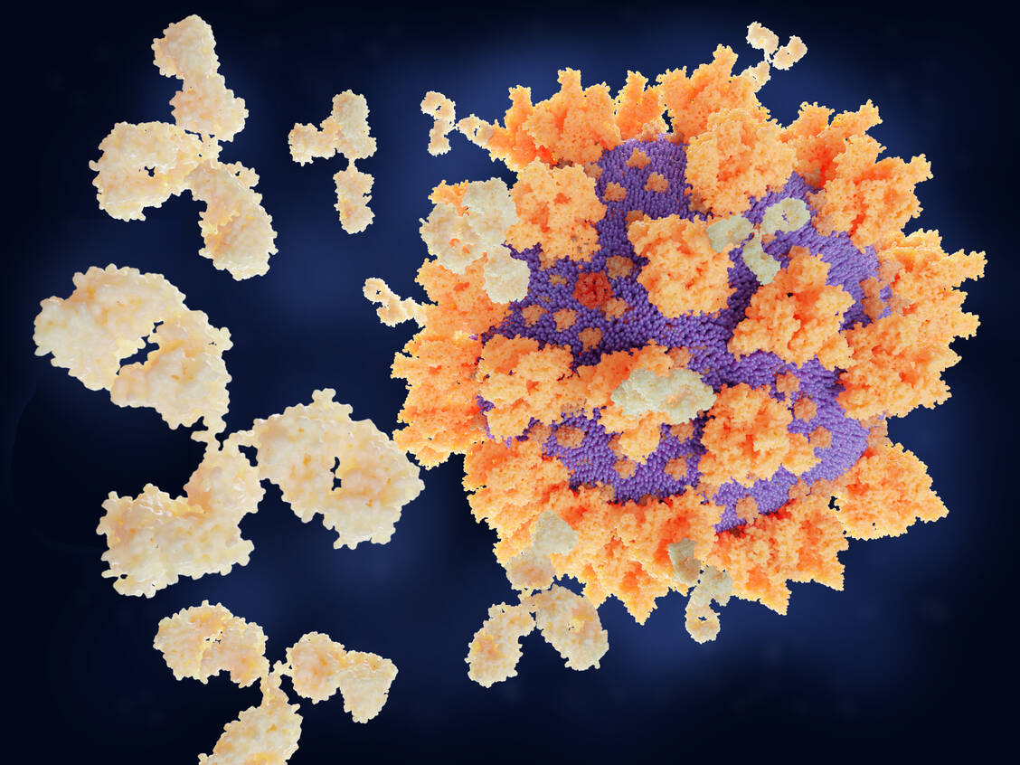 Künstlich hergestellte Antikörper sollen das Coronavirus neutralisieren, bevor es zu großen Schaden im Körper anrichten kann. / Foto: Getty Images/selvanegra