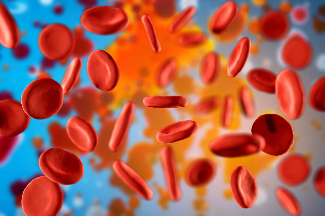 Erythrozyten sind die häufigsten Blutzellen und für den Sauerstofftransport zuständig. Ihre Bildung wird durch Epoetin alfa angeregt. / © Adobe Stock/Artem