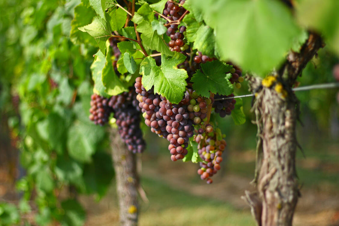 Wein wird seit Jahrtausenden vielfältig genutzt: Als Lebens- und Genussmittel, aber auch zu medizinischen Zwecken. / Foto: Getty Images/Eye Em/Alex Hörner