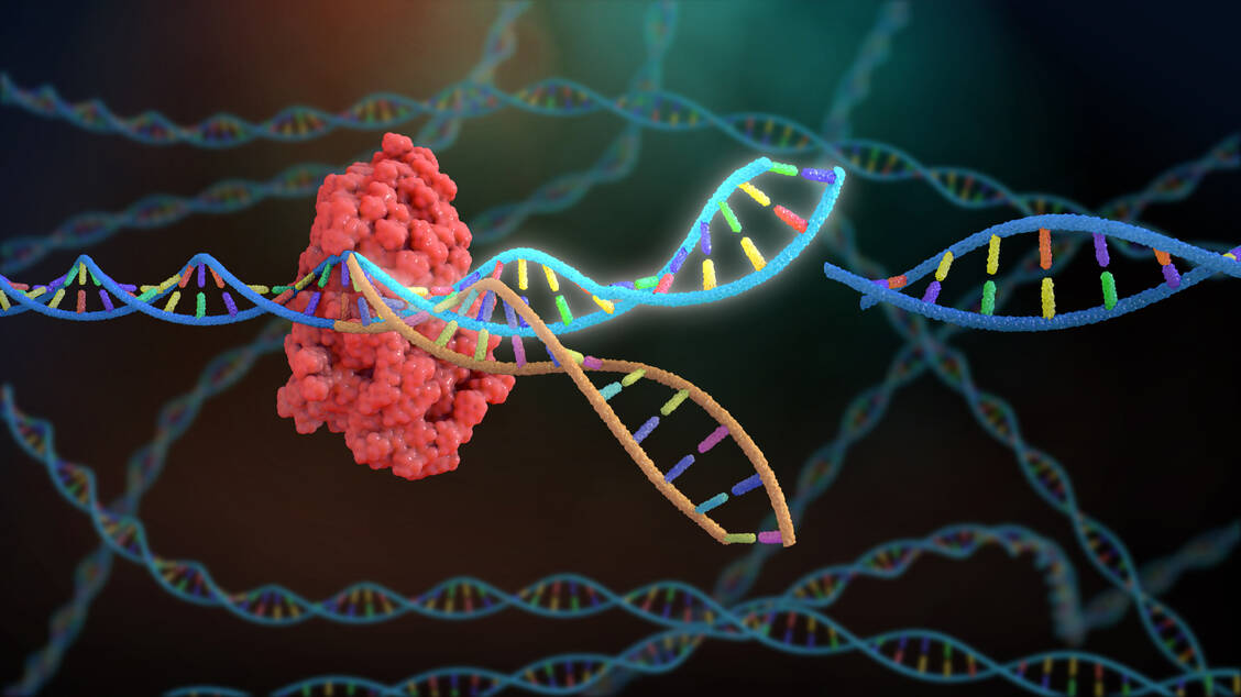 Bei der Genomeditierung mithilfe der CRISP/Cas9-Technologie wird der DNA-Doppelstrang am Zielort zerschnitten und muss wieder repariert werden – letzteres ist ein fehleranfälliger Prozess. / Foto: Adobe Stock/nathan