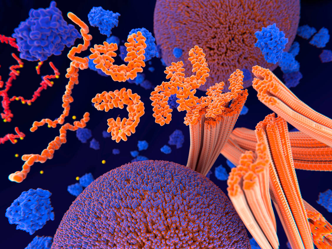 Eine pathologische Phosphorylierung (gelb) an Tau-Proteinen (orange) führt zu einer unkontrollierten Aggregation dieser für den Transport innerhalb der Zelle wichtigen Bausteine. Es entstehen sogenannte Alzheimer-Fibrillen. / Foto: Adobe Stock/Juan Gärtner