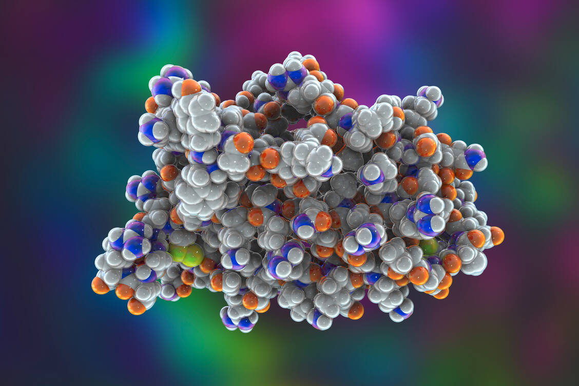 Modell von menschlichem Erythropoeitin (EPO): HIF-PH-Hemmer kurbeln die EPO-Produktion im Körper an, was bei renaler Anämie im Zuge der chronischen Niereninsuffizienz günstig ist. / Foto: Adobe Stock/Kateryna_Kon