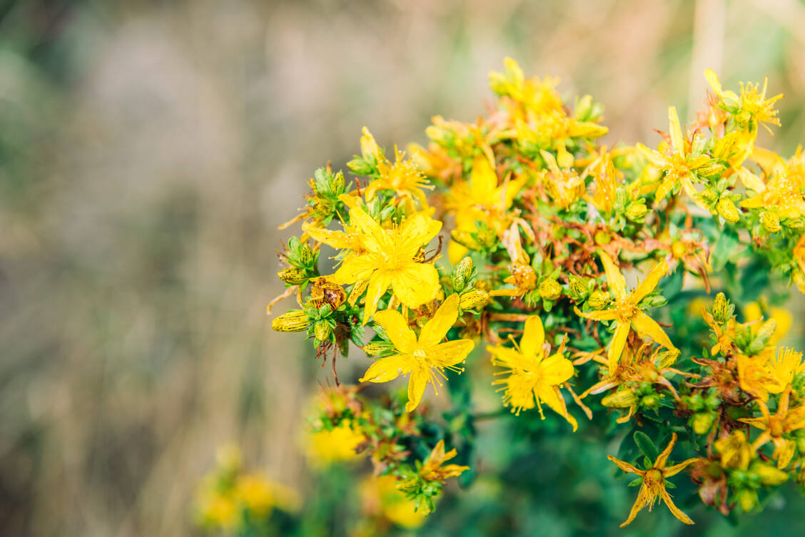 Hypericum perforatum hat charakteristische gelbe Blüten, die beim Zerreiben rot werden. Verantwortlich dafür ist das rote Anthrachinon-Derivat Hypericin. / © Adobe Stock/Natallia