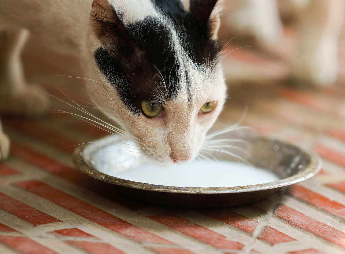Neue Forschungsergebnisse legen nahe, dass das Vogelgrippevirus H5N1 von infizierten Kühen über unbehandelte Milch auf Katzen übertragen werden kann. / Foto: Adobe Stock/V.R.Murralinath