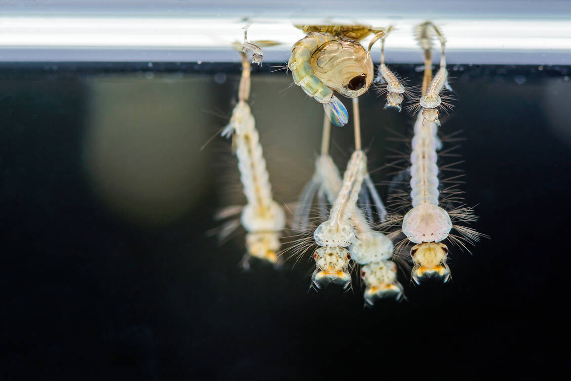 Bei der Sterile-Insekten-Technik werden massenhaft sterile Männchen im Labor aufgezogen und später in die Umwelt entlassen, um sich dort mit Weibchen zu paaren. Der Nachwuchs bleibt aus, was die Population schrumpfen lässt. / Foto: Adobe Stock/sereepai