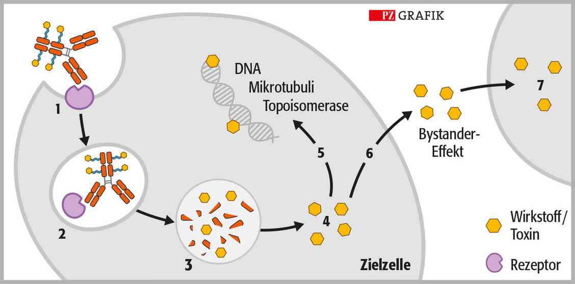 Abbildung 2: Wirkmechanismus von Antikörper-Wirkstoff-Konjugaten. Erforderlich sind mehrere Schritte: (1) Bindung des ADC an das Antigen, (2) Internalisierung des ADC-Antigen-Komplexes, (3) lysosomaler Abbau des Antikörperanteils, (4) Freisetzung des zytotoxischen Wirkstoffs im Zytoplasma, (5) Interaktion mit dem Target. Werden zytotoxische Wirkstoffmoleküle in die extrazelluläre Umgebung freigesetzt (6) und von benachbarten Zellen aufgenommen (7), resultieren sogenannte Bystander-Effekte. / © PZ/Stephan Spitzer
