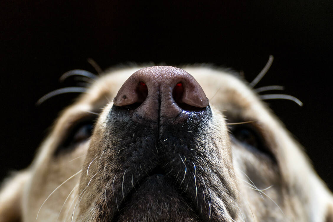 Während Menschen sich hauptsächlich mithilfe ihrer Augen orientieren, ist für den Hund der Geruchssinn von zentraler Bedeutung. Das »Riechhirn« macht 10 Prozent seines gesamten Gehirns aus, aber nur etwa 1 Prozent der menschlichen grauen Zellen. / Foto: Foto: Adobe Stock/Alan