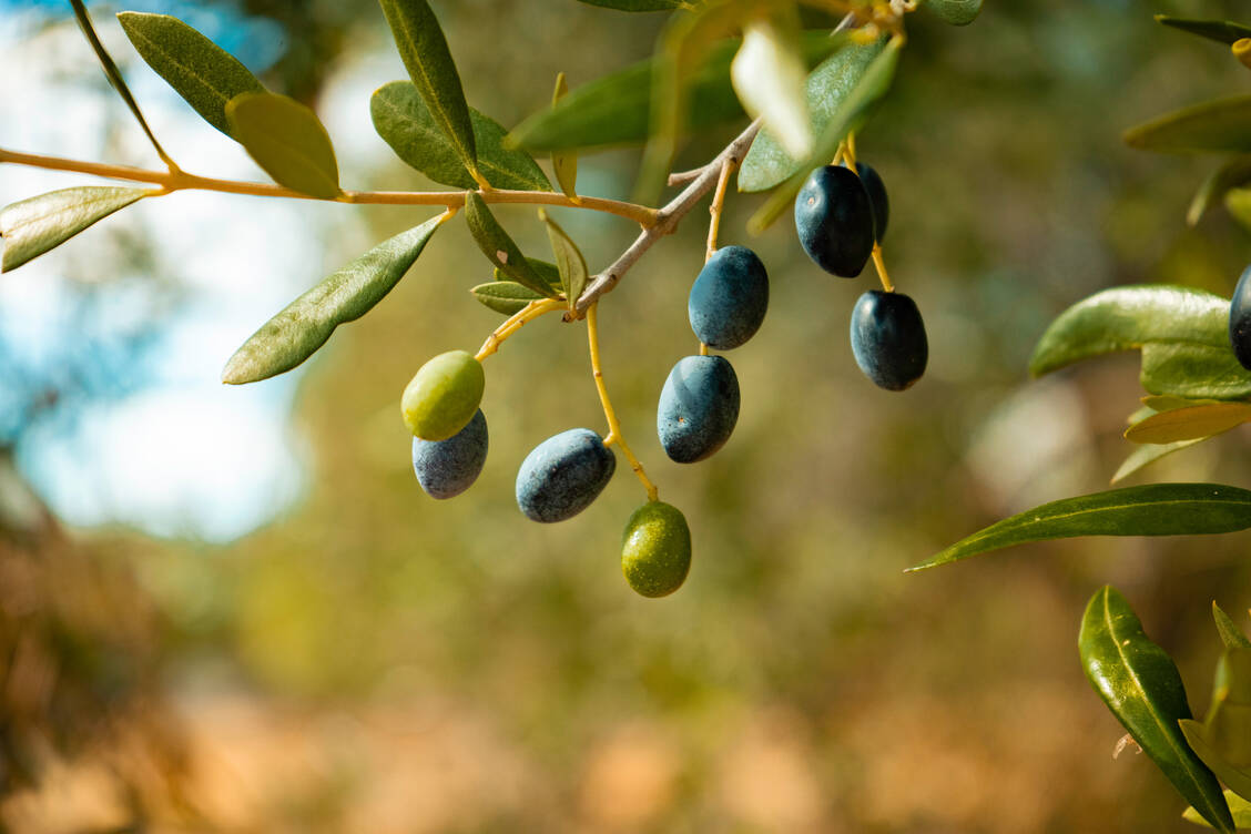 Olivenöl enthält als Fettsäuren hauptsächlich Ölsäure, Palmitinsäure und Linolsäure, jedoch nur wenig Omega-3-Fettsäuren oder mehrfach ungesättigte Fettsäuren. / © Getty Images/Travelstoxphoto